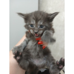 Котята мейн-куны черный дым