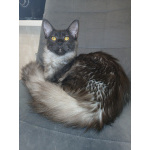 Котята мейн-куны черный дым