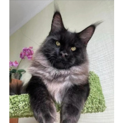 Котята мейн-куны черный дым