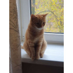 Рыжая красавица Нюша в добрые руки!