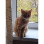 Рыжая красавица Нюша в добрые руки!