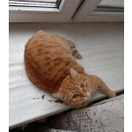 Рыжая красавица Нюша в добрые руки!