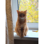 Рыжая красавица Нюша в добрые руки!