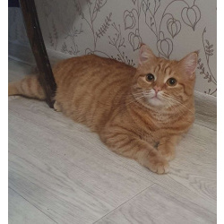 Рыжая красавица Нюша в добрые руки!