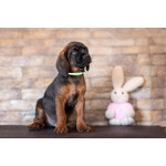 Баварской горной гончей щенки