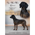 Баварской горной гончей щенки