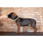 Баварской горной гончей щенки