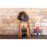 Баварской горной гончей щенки