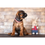 Баварской горной гончей щенки