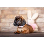 Баварской горной гончей щенки