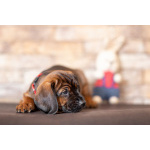 Баварской горной гончей щенки