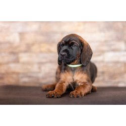 Баварской горной гончей щенки