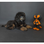 Пуделя щенок миниатюрный черно-подпалый фантом мальчик ЭЙВЕРИ