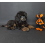 Пуделя щенок миниатюрный черно-подпалый фантом мальчик ЭЙВЕРИ