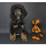 Пуделя щенок миниатюрный черно-подпалый фантом мальчик ЭЙВЕРИ