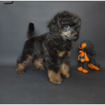 Пуделя щенок миниатюрный черно-подпалый фантом мальчик ЭЙВЕРИ