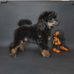 Пуделя щенок миниатюрный черно-подпалый фантом мальчик ЭЙВЕРИ