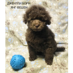 Щенок пудель той коричневый мальчик Янг Фешен