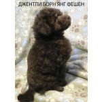 Щенок пудель той коричневый мальчик Янг Фешен