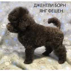 Щенок пудель той коричневый мальчик Янг Фешен