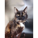 Мурка ищет дом!