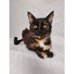 Мурка ищет дом!