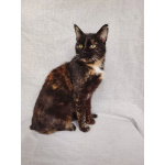 Мурка ищет дом!