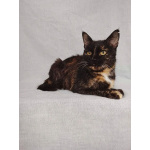 Мурка ищет дом!