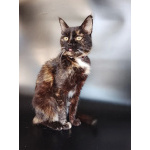 Мурка ищет дом!