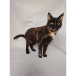 Мурка ищет дом!