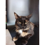 Мурка ищет дом!