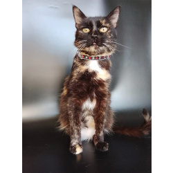 Мурка ищет дом!