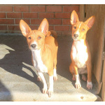 Щенки басенджи