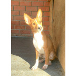 Щенки басенджи