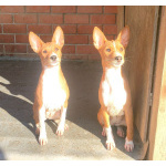 Щенки басенджи