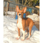 Щенки басенджи