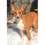 Щенки басенджи