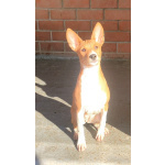 Щенки басенджи