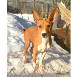 Щенки басенджи