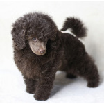 Пуделя щенок миниатюрный коричневый мальчик Циклон