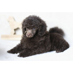 Пуделя щенок миниатюрный коричневый мальчик Циклон