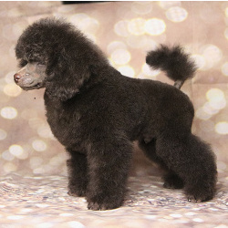 Пуделя щенок миниатюрный коричневый мальчик Циклон