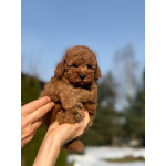 Пуделя щенок той рыжий БАНТИК