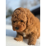 Пуделя щенок той рыжий БАНТИК