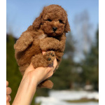 Пуделя щенок той рыжий БАНТИК