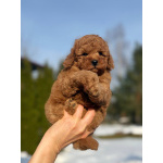 Пуделя щенок той рыжий БАНТИК