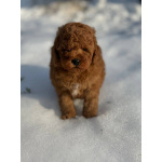 Пуделя щенок той рыжий БАНТИК