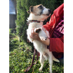 Маленький породистый пёсик