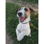 Маленький породистый пёсик