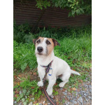 Маленький породистый пёсик